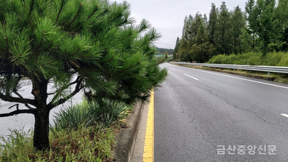금산-제원 간 4차선 도로 중앙분리대에 식재된 소나무 등이 무성하게 자라면서 운전자의 시야를 가려 교통사고위험이 높다는 민원이 제기되고 있다.